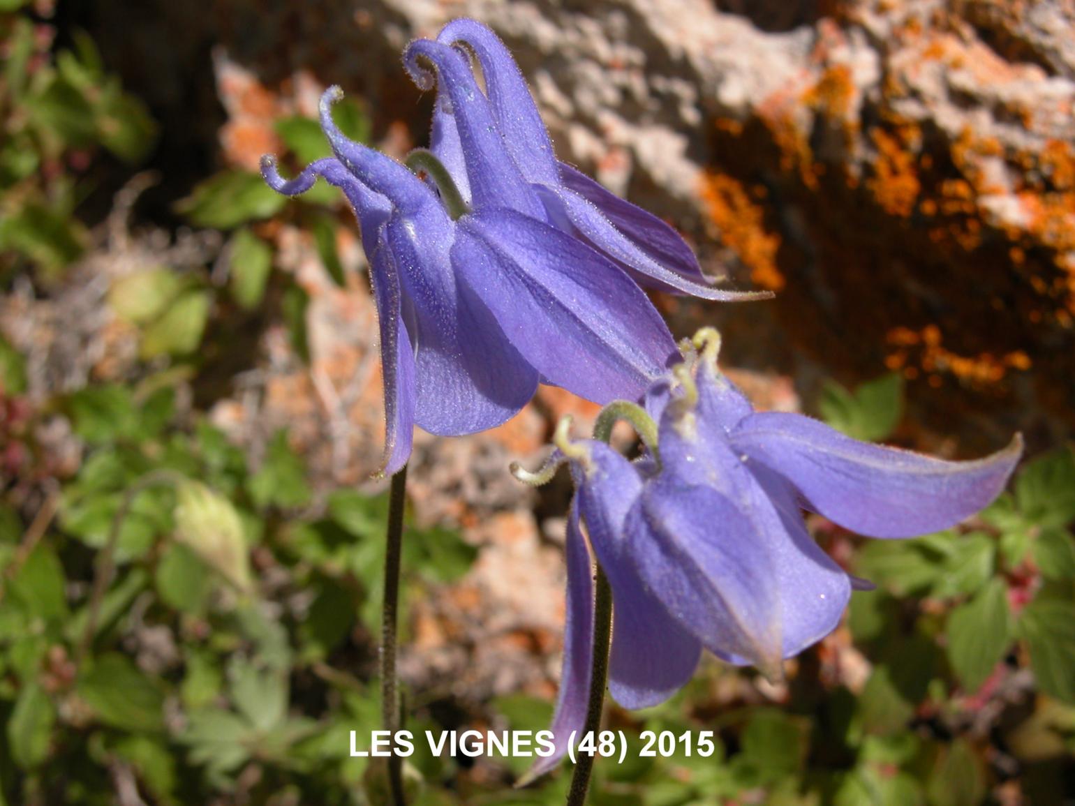 Columbine of the Causse